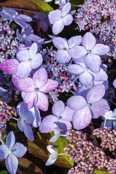 Hydrangea serrata 'Tiara' Stock Photos