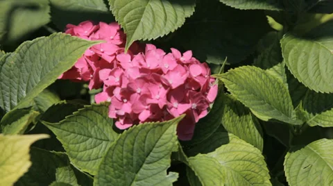 Hydrangea set Stock Footage 35238649