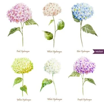 Hydrangea set Stock Illustration