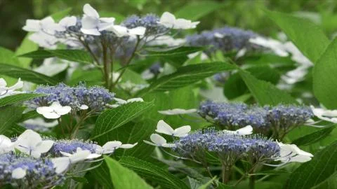 Hydrangea Shiroamacha in Japan 写真素材