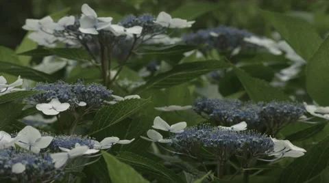 Hydrangea Shiroamacha, non color grade, in Japan Stock Footage 66482790