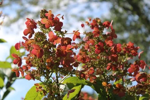 Hydrangea Shot with Sky Background 库存照片