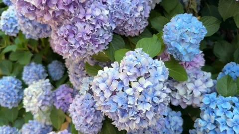 Hydrangea shrub blue purple flowers in garden. Stock Footage 339213611