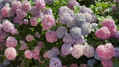 Hydrangea shrub in full bloom. Stock Footage 337150903