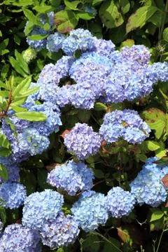 Hydrangea shrub in full blue flower blossom Stock Photos