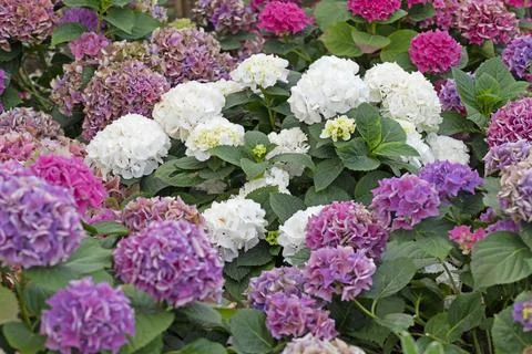 Hydrangea shrub in full flower, White, red and purple Stock Photos