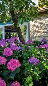 Hydrangea, soft focus, noise added. Beautiful flowers. Beauty in nature. Hydr Stock Photos