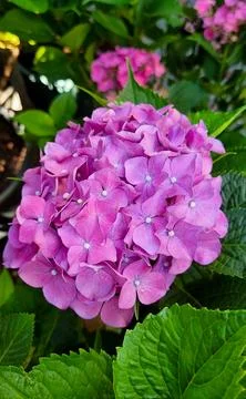 Hydrangea, soft focus, noise added. Beautiful flowers. Beauty in nature. Hydr Stock Photos