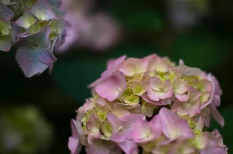 Hydrangea soft pink Closeup Foto stock