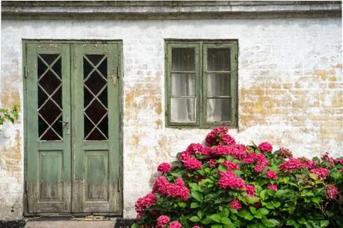 Hydrangea in splendid red bloom 스톡 사진