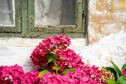 Hydrangea in splendid red bloom Stock Photos
