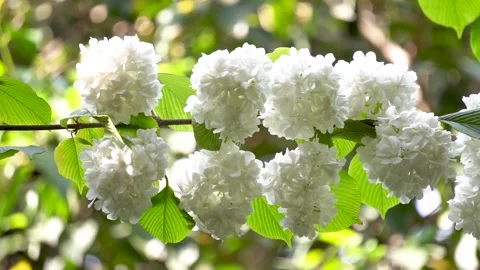 Hydrangea in Spring Park Stock Footage 158555868