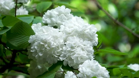 Hydrangea in Spring Park Stock Footage 158555883