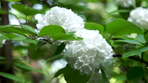 Hydrangea in Spring Park Stock Footage 158555885