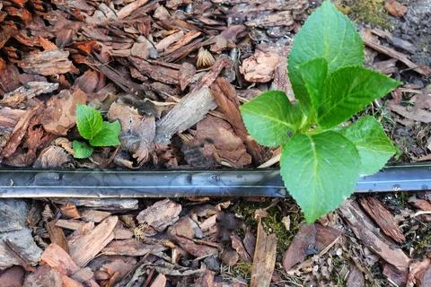 Hydrangea sprout was obtained using layering. Drip irrigation system. Mulching Stock Photos