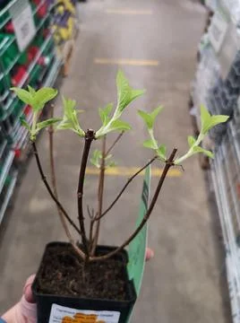 Hydrangea stalk with first blossoming leaves in a pot in a store Foto stock