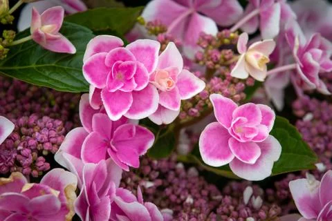 Hydrangea stargazer Stock Photos
