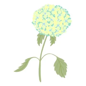 Hydrangea with stem and leaves isolated on white background. Vintage sketch b Stock Illustration