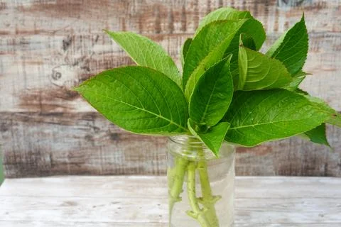 Hydrangea stems rooting in water against rustic background Stock Photos
