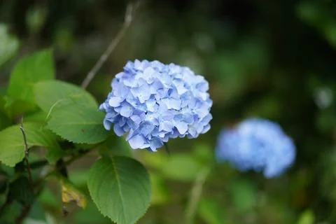 Hydrangea swaying in the wind Stock Photos