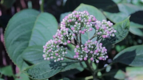 Hydrangea in a Sydney garden Stock Footage 98229283