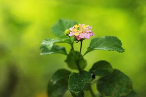 Hydrangea tree is being overgrown with pink flowers Stock Photos