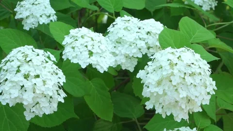 Hydrangea tree Hydrangea arborescens 動画素材 135829067