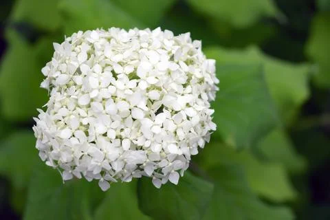 Hydrangea treelike with copy space Stock Photos