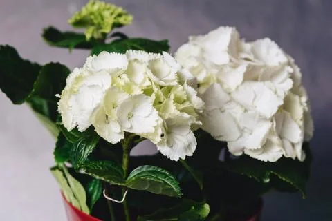 Hydrangea in vase on dark background Foto stock