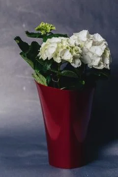 Hydrangea in vase on dark background Stock Photos