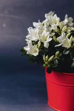 Hydrangea in vase on dark background Stock Photos