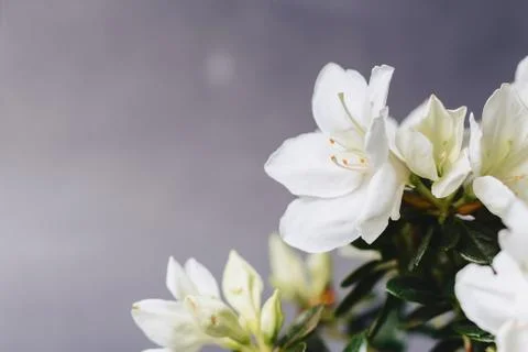 Hydrangea in vase on dark background Stock Photos