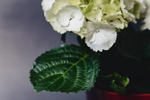 Hydrangea in vase on dark background Stock Photos