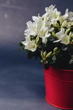 Hydrangea in vase on dark background Stock Photos