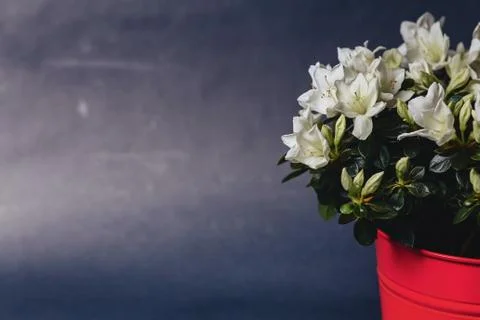 Hydrangea in vase on dark background Stock Photos