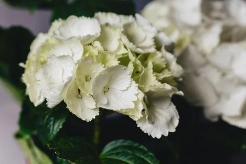 Hydrangea in vase on dark background Stock Photos