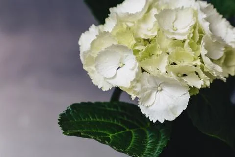 Hydrangea in vase on dark background Stock Photos