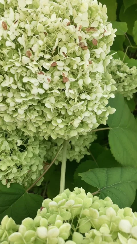 Hydrangea vertical green flower detail Vídeos de archivo 345678467