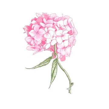 Hydrangea Vintage BotanicalIllustration 库存插图