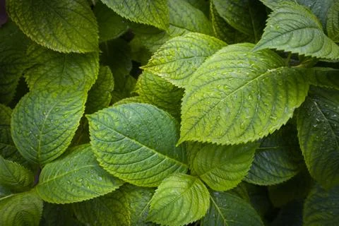 Hydrangea wallpaper Stock Photos