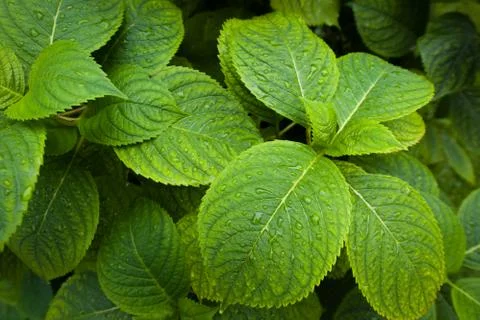 Hydrangea wallpaper right side Stock Photos