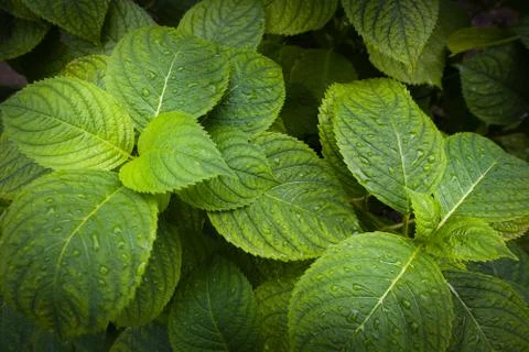 Hydrangea wallpaper two tops Stock Photos