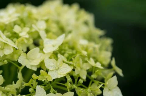 Hydrangea with water drops after a rain close up Stock Photos