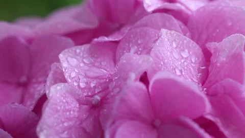Hydrangea wet with rain Stock Footage 319907407