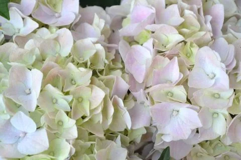Hydrangea white bloming in garden, hydrangea arborescens Annabelle white ball Foto stock