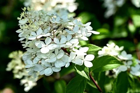 Hydrangea white flower closeup. Beautiful Hortensia blooming in summer gard.. Stock Photos
