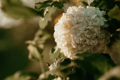Hydrangea white flower on green background in the sunset Stock Photos