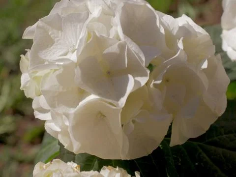 Hydrangea, white flower, Stock Photos