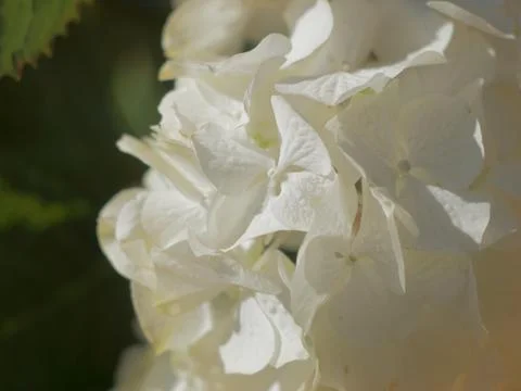 Hydrangea, white flower Stock Photos
