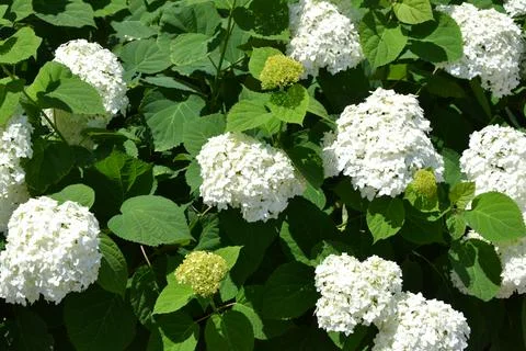 Hydrangea white flowers. White Hydrangea blossom. Hortensia bush. Stock Photos
